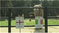 大象西塔预测意大利会晋级
