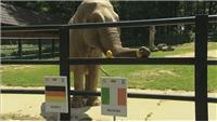 2012欧锦赛四强赛 大象西塔预测意大利击败德国